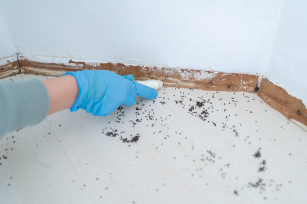 Best Wasp Removal Services  in Snowmass Village, CO